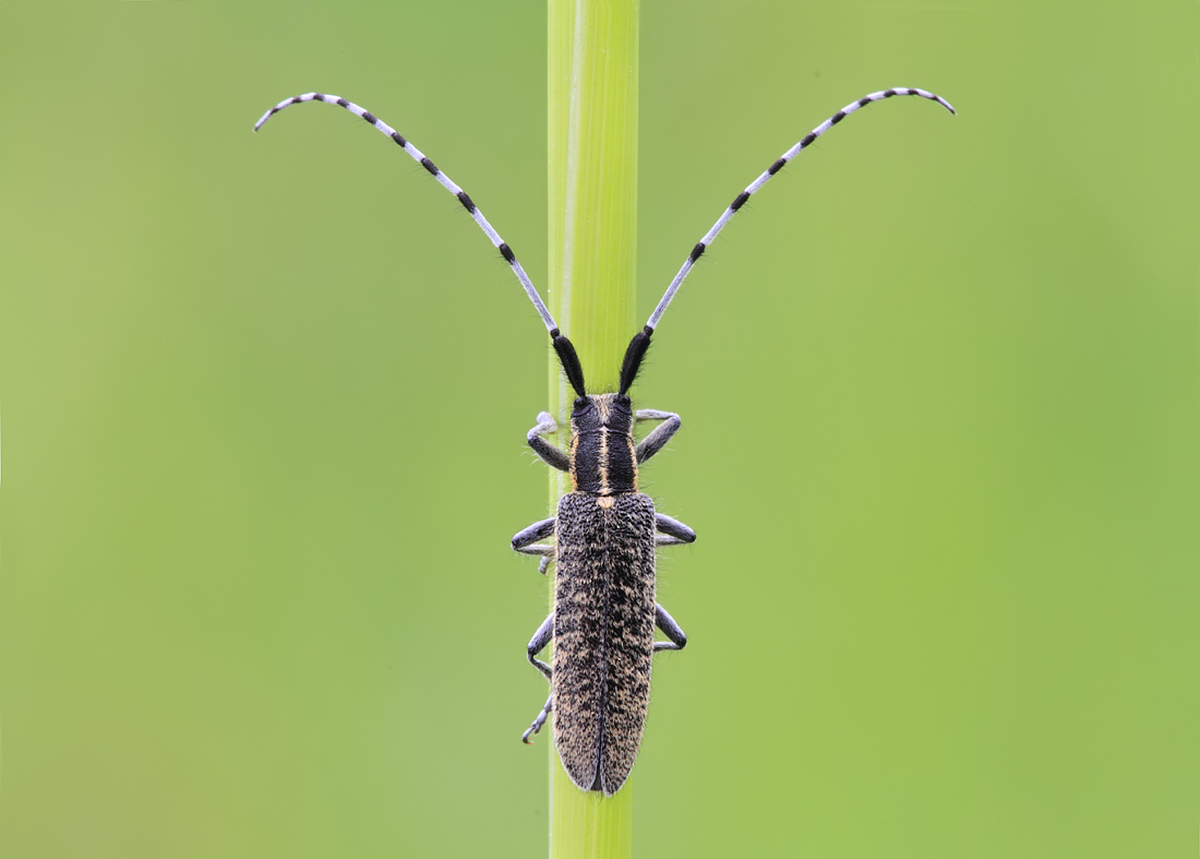 Longhorn Beetle - Agapanthea villosoviridescens